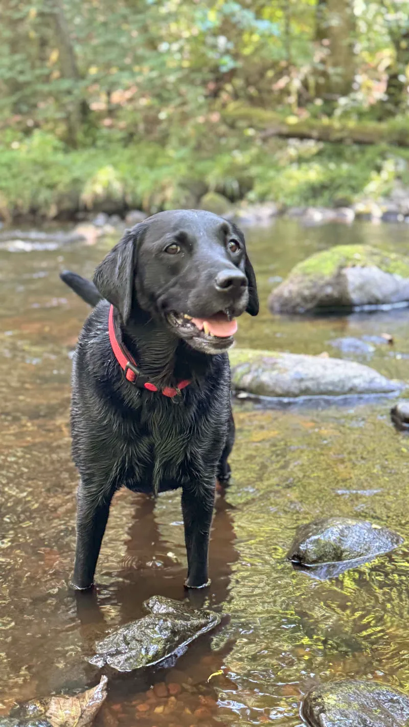 Black Lab